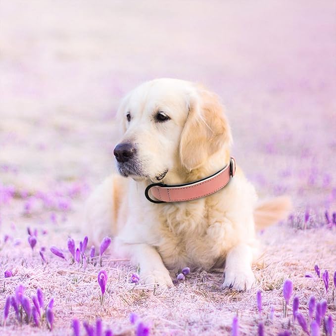 Didog Soft Padded Leather Dog Collar, Breathable Heavy Duty Dog Collar Faux Leather with Adjustable Rust-Proof Metal Buckle for Small Medium Large Dogs, Pink, M Fit Neck 12-15"(13-22 lbs)