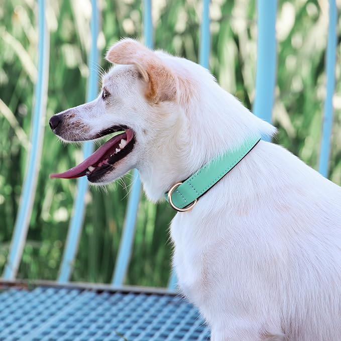 Didog Soft Padded Dog Collars for Medium Dogs, Lightweight and Breathable Dog Collar Waterproof with Metal Buckle, Green, M