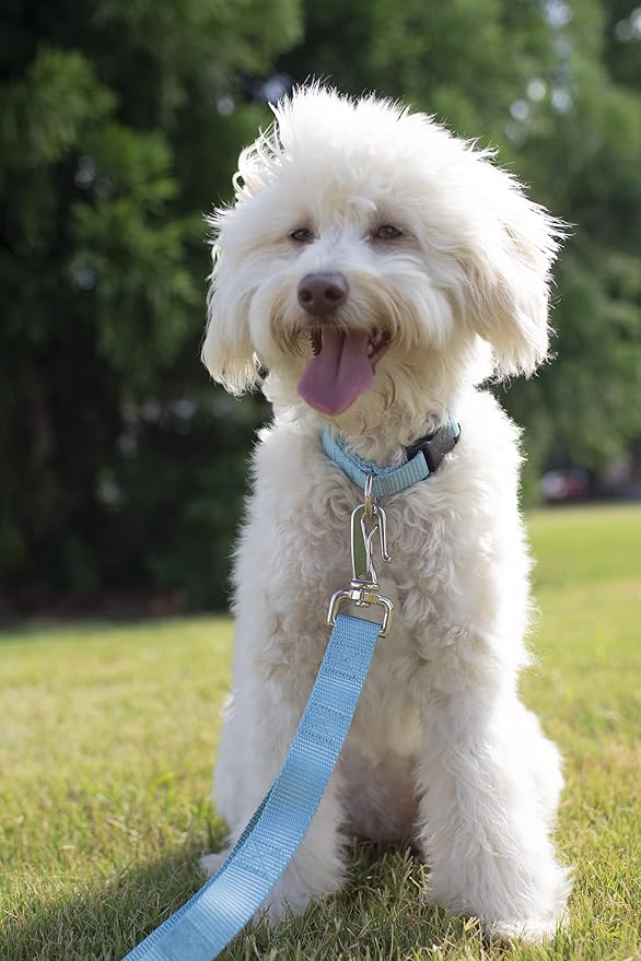Country Brook Petz - American-Made Dog Collar for Large, Medium, and Small Dogs and Puppies - Deluxe Heavy Duty Nylon in 33 Dazzling Colors (Large, 1 Inch Wide, Ocean Blue)