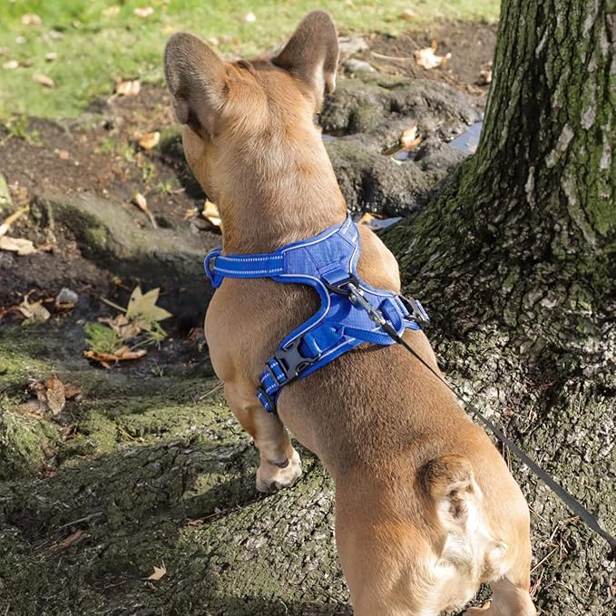 Dog Harness Dual Leash Attachment No-Pull Control Adjustable Soft but Strong Pet Harness for Medium and Large Dogs with 3M Reflective Technology - Harness Leash Set (Royal Blue Lattice), XS