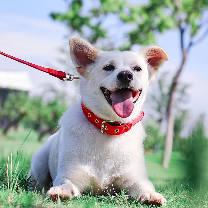 Didog Soft Padded Dog Collars for Medium Dogs, Lightweight and Breathable Dog Collar Waterproof with Metal Buckle, Red, M