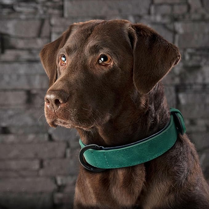 Didog Soft Padded Leather Dog Collar, Breathable Heavy Duty Dog Collar Faux Leather with Adjustable Rust-Proof Metal Buckle for Small Medium Large Dogs, Green, L Fit Neck 13-17"(22-44 lbs)