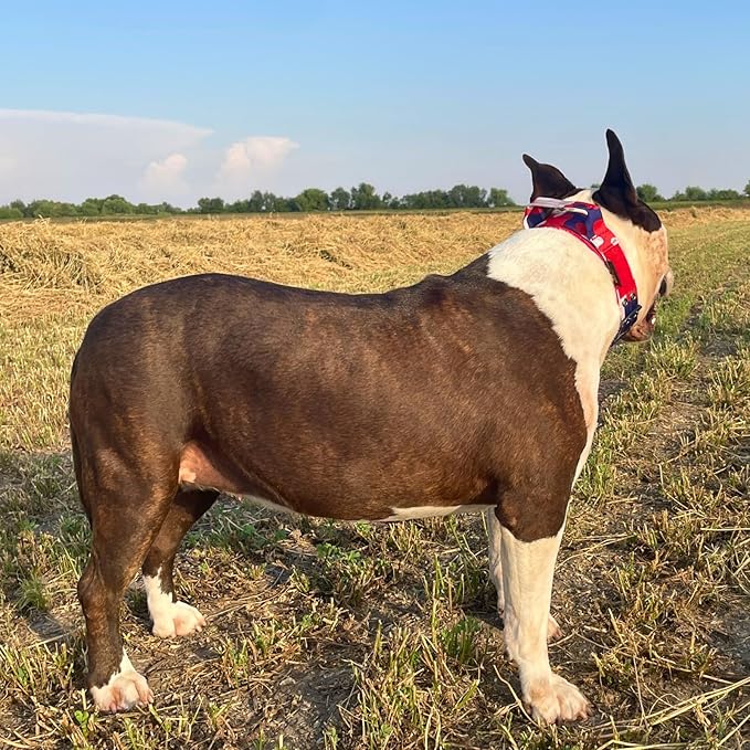 ADITYNA Heavy Duty Dog Collar for Medium Dogs - Camo Red Blue Collar with Handle for Training, and Walking - Wide, Thick, Tactical, Soft Neoprene Padded