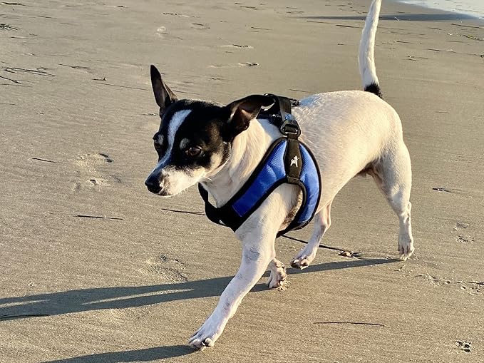 Gooby Escape Free Easy Fit Harness - Blue, Small - No Pull Step-in Patented Small Dog Harness with Quick Release Buckle - Perfect On The Go No Pull Harness for Small Dogs or Medium Dog Harness