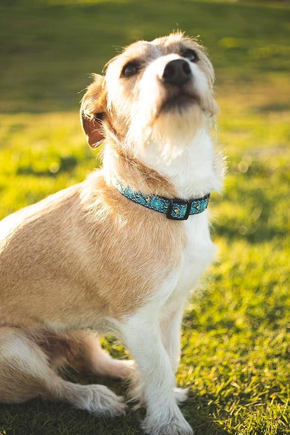 Dog Collars for Small Medium & Large Dogs Long Lasting, Adjustable, Heavy Duty for Girl and Boy Puppy with Quick-Release Plastic Buckle. Blue Collar