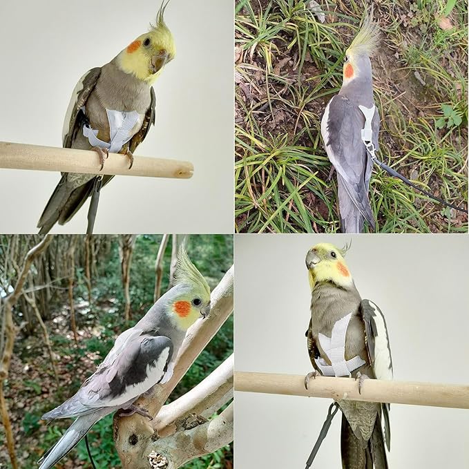 Bird Harness with Buckle Clip and A Leash, Outdoor Flying Kit for Bird Parrots Cockatiel S Size Weight 85-105 Grams, White