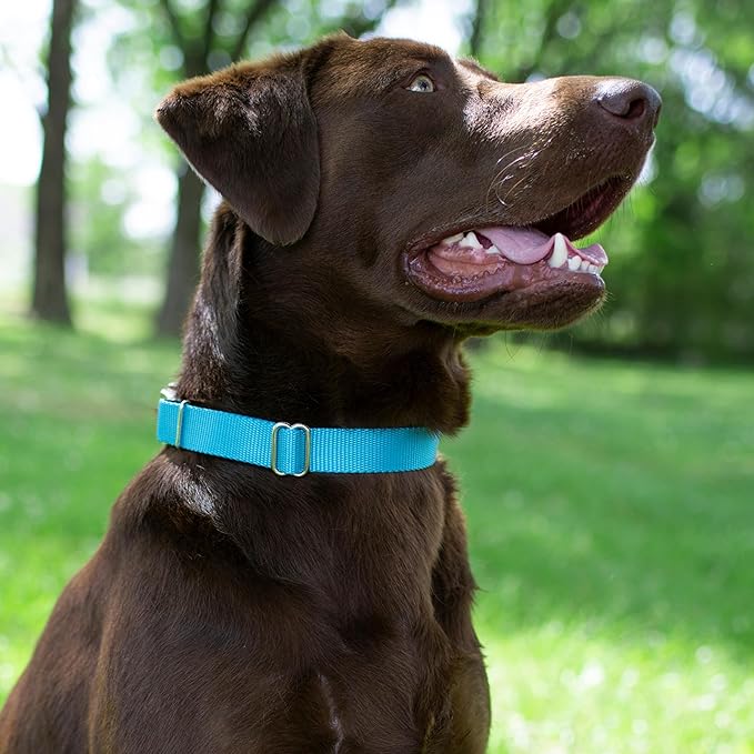 Country Brook Petz Martingale Dog Collar - Heavy-Duty Training Collar with No Buckle - Service Dog Collar for All Pups - Vibrant, Colorful Collection (Ice Blue, 3/8 Inch, 2XS)