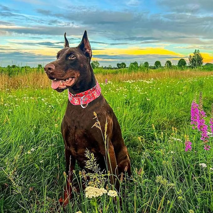Martingale Dog Collar 1.5” Width – Heavy Duty Adjustable Training Collar with Stylish Red Floral Design – Secure Fit for Medium & Large Dogs – Perfect for Walking, Hunting & Outdoor Adventures L