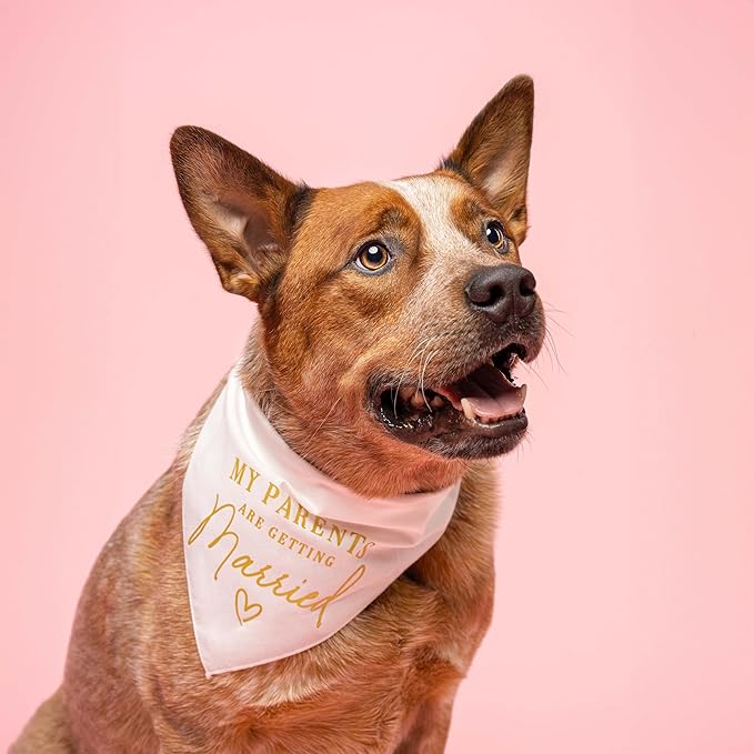 My Parents are Getting Married Dog Bandana | Metallic Gold Print | 100% Cotton Triangle | Engagement Wedding Announcement | Photoshoot Prop | Bridal Shower Gift | Made in USA | Natural X-Small (613)
