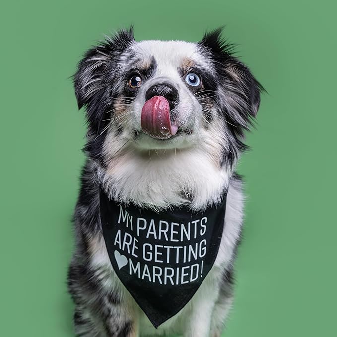 My Parents are Getting Married Dog Bandana (Royal, OS 58)