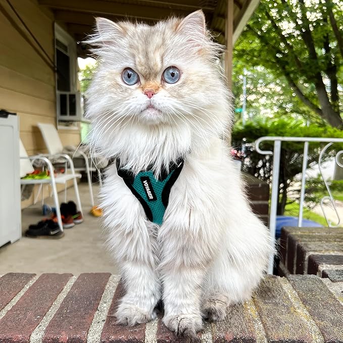 Voyager Step-in Lock Adjustable Cat Harness w. Cat Leash Combo Set with Neoprene Handle 5ft - Supports Small, Medium and Large Breed Cats by Best Pet Supplies - Turquoise/Black Trim, XXS