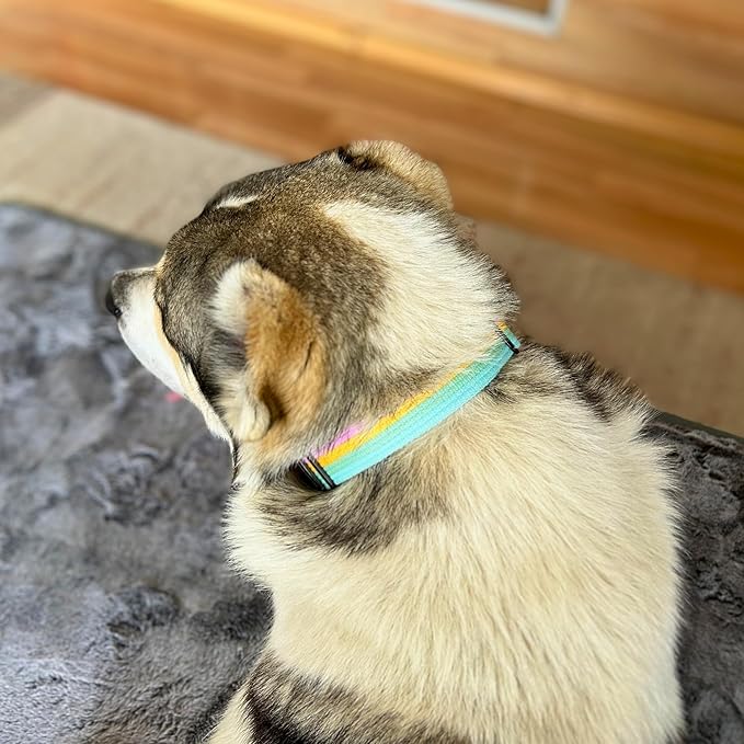 ADITYNA Cotton Dog Collar with AirTag Holder - Heavy-Duty Metal Buckle, Breathable, Easy Adjustable for Large & Extra-Large Breeds - for Walking, Training (Pastel Paradise, Fits 19-30" Necks)