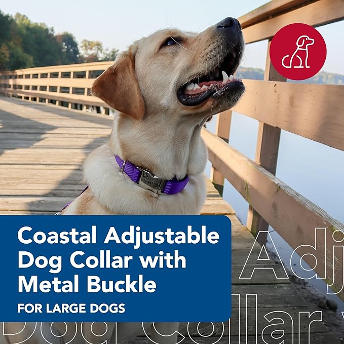 Coastal Pet Adjustable Dog Collar with Metal Buckle - Comfortable Fade-Resistant Dog Collar with Snap Lock - Perfect for Walking & Tie Outs - Purple - 1" x 18" - 26"