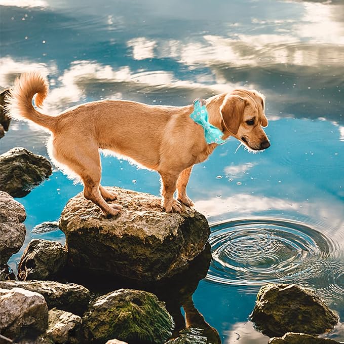 Elegant Little Tail Bowtie Collar for Small to Large Dogs