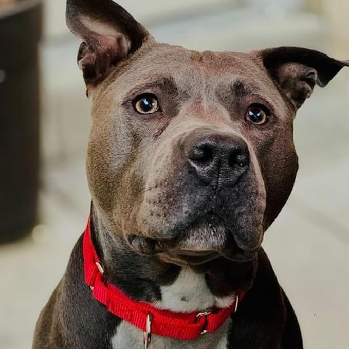 Country Brook Petz Martingale Dog Collar - Heavy-Duty Training Collar with No Buckle - Service Dog Collar for All Pups - Vibrant, Colorful Collection (Red, 3/8 Inch, 3XS)