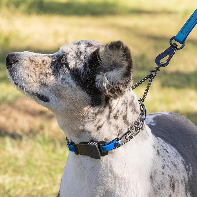 Herm Sprenger Black Stainless Steel Dog Collar with Quick Release ClicLock Buckle and Biothane Insert Training Collar Made in Germany (Cerulean Blue, 16in x 2.25mm(Neck Size up to 13-14in))