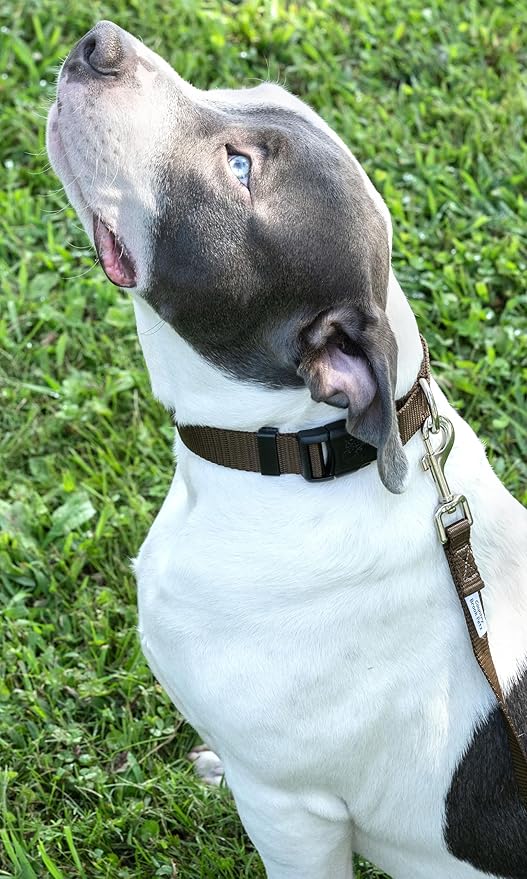 Country Brook Petz - American-Made Dog Collar for Large, Medium, and Small Dogs and Puppies - Deluxe Heavy Duty Nylon in 33 Dazzling Colors (Large, 1 Inch Wide, Brown)