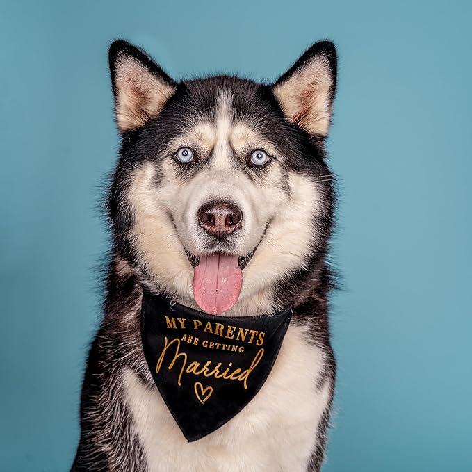 My Parents are Getting Married Dog Bandana | Metallic Gold Print | 100% Cotton Triangle | Engagement Wedding Announcement | Photoshoot | Bridal Shower Gift | Made in USA | Natural One Size (613) GB
