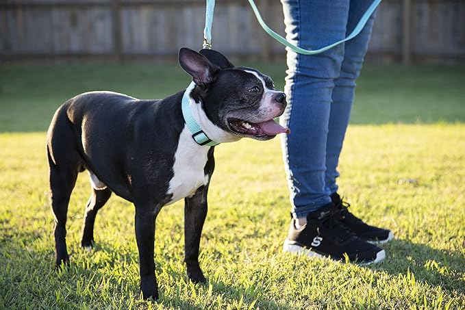 Country Brook Petz - American-Made Dog Collar for Large, Medium, and Small Dogs and Puppies - Deluxe Heavy Duty Nylon in 33 Dazzling Colors (Medium, 3/4 Inch Wide, Light Cyan)