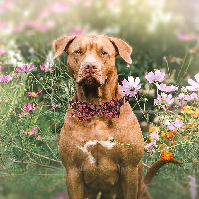 ADOGGYGO Floral Dog Collar with Bow, Red Rose Flower Dog Bowtie Collar with Metal Buckle, Adjustable Pet Floral Collars for Medium Large Dogs (Large)
