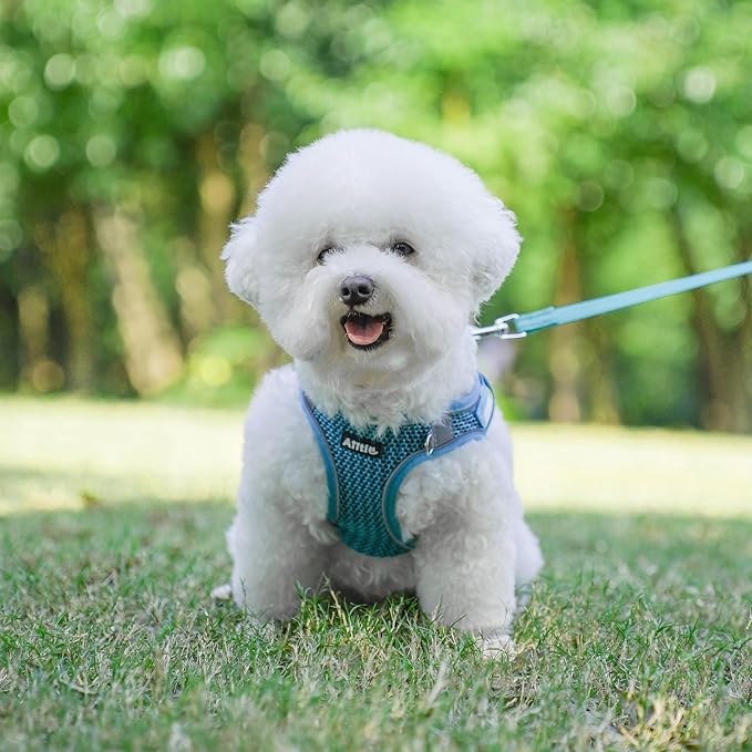AIITLE Extra Small Dog Harness - Step in Vest Harness with A Leash, Reflective Bands, Soft Breathable Pet Supplies, Outdoor Pet Vest for Extra Small Dogs and House Cats Turquoise XXXS