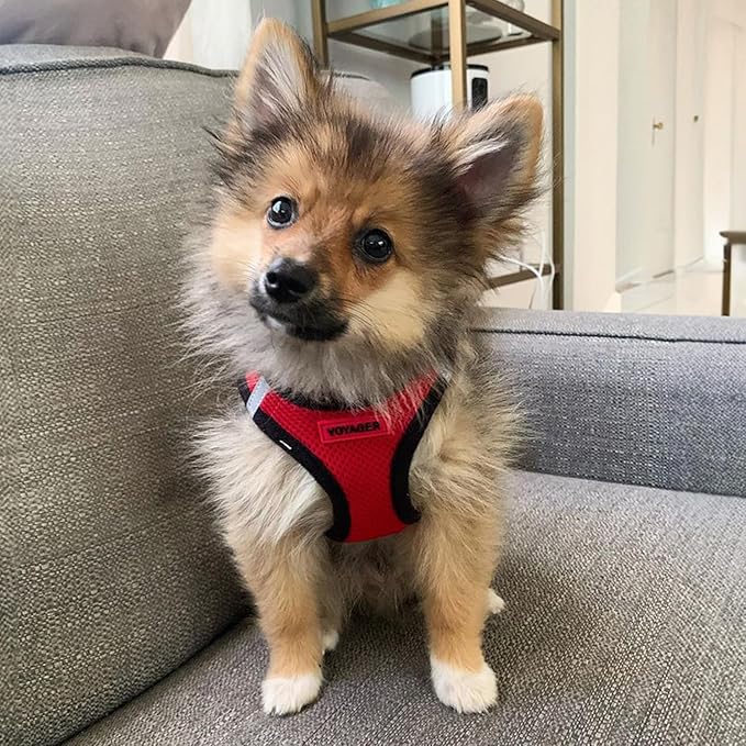 Voyager Step-in Air All Weather Mesh Harness and Reflective Dog 5 ft Leash Combo with Neoprene Handle, for Small, Medium and Large Breed Puppies by Best Pet Supplies - Red/Black Trim, X-Small