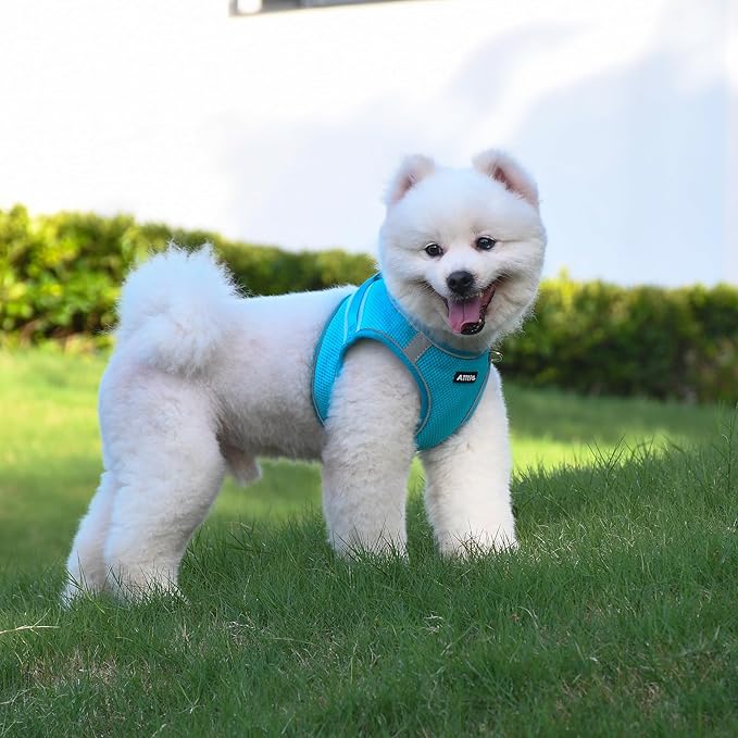 AIITLE Small Dog Harness, No-Pull Cat Harness with a Leash, Step in Adjustable Puppy Harness with Quick-Release Buckle, Reflective Outdoor Pet Vest for Extra Small Dogs and House Cats Blue XXS