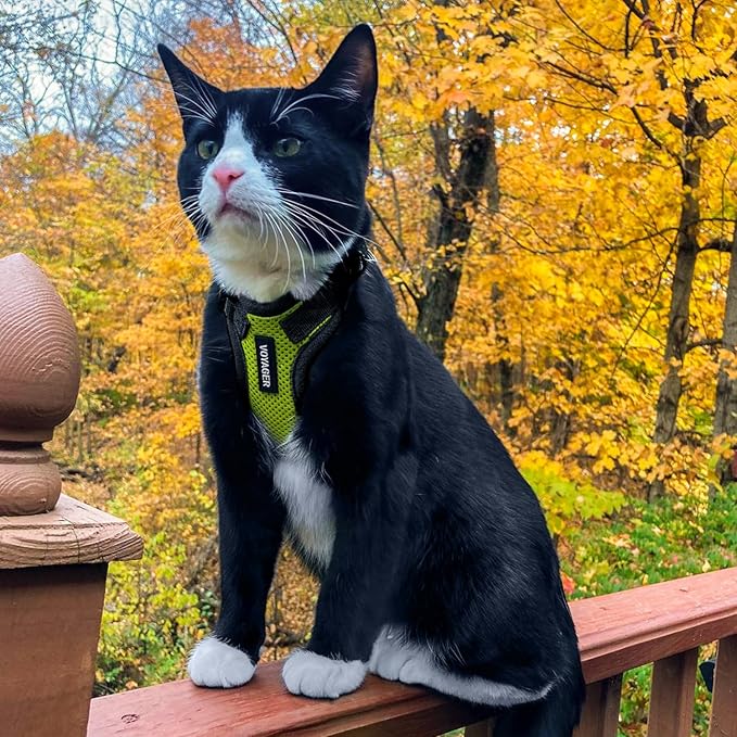 Voyager Step-in Lock Adjustable Cat Harness w. Cat Leash Combo Set with Neoprene Handle 5ft - Supports Small, Medium and Large Breed Cats by Best Pet Supplies - Lime Green/Black Trim, XXXS
