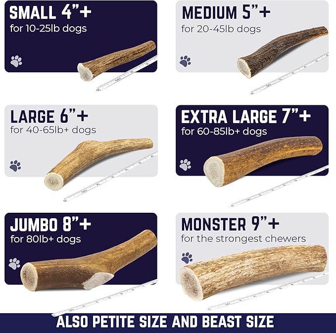 Devil Dog Pet Co. Elk Antlers for Dogs, Jumbo 8"+, 1 Pack, Grade A Long Lasting Chew for Aggressive Chewers, Premium USA Naturally Shed Antler – Healthy, No Odor, Durable Dog Chew
