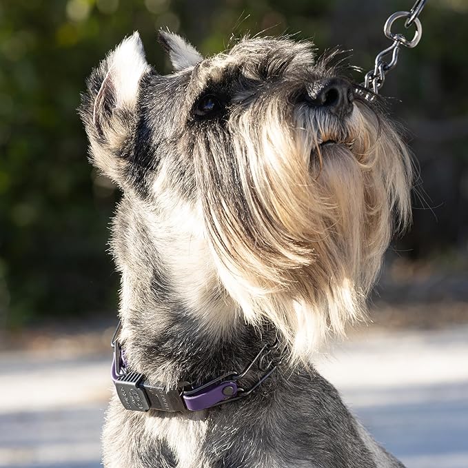 Herm Sprenger Black Stainless Steel Dog Collar with Quick Release ClicLock Buckle and Biothane Insert Training Collar Made in Germany (Violet Purple, 23in x 3.2mm(Neck Size up to19-20in))
