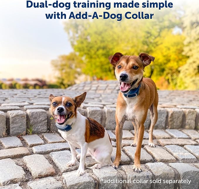PetSafe 600 Yard Lite Remote Training Collar – Smaller Version for Small or Medium Dogs – Choose from Tone, Vibration, or 15 Levels of Static Stimulation – Medium Range for Training Off Leash Dogs