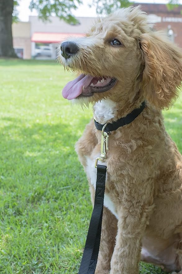 Country Brook Petz - American-Made Dog Collar for Large, Medium, and Small Dogs and Puppies - Deluxe Heavy Duty Nylon in 33 Dazzling Colors (Small, 3/4 Inch Wide, Black)