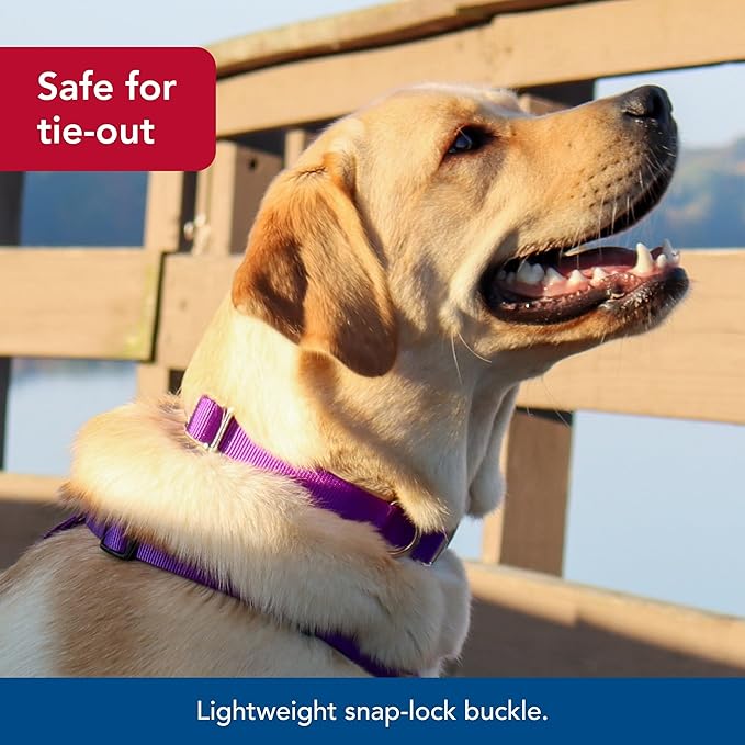 Coastal Pet Adjustable Dog Collar with Metal Buckle - Comfortable Fade-Resistant Dog Collar with Snap Lock - Perfect for Walking & Tie Outs - Purple - 1" x 18" - 26"
