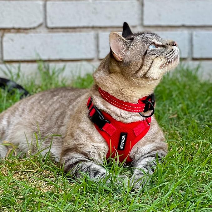 Voyager Step-in Lock Adjustable Cat Harness w. Cat Leash Combo Set with Neoprene Handle 5ft - Supports Small, Medium and Large Breed Cats by Best Pet Supplies - Red, XXXS