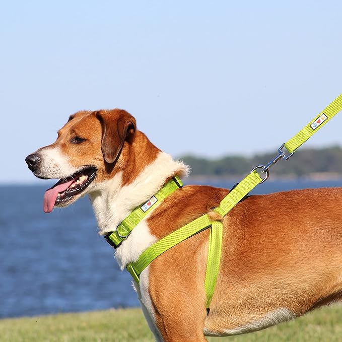 Pawtitas Medium Dog Harness - Teal, Adjustable, Reflective Step-in Harness for Senior Dogs to Puppies