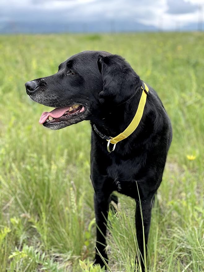 Native Pup Basic Nylon Dog Collar, Adjustable for Small, Medium, Large pet and Puppies Accessories, Cute Colors for Male, Female, boy, Girl, Puppy (Large, Yellow)