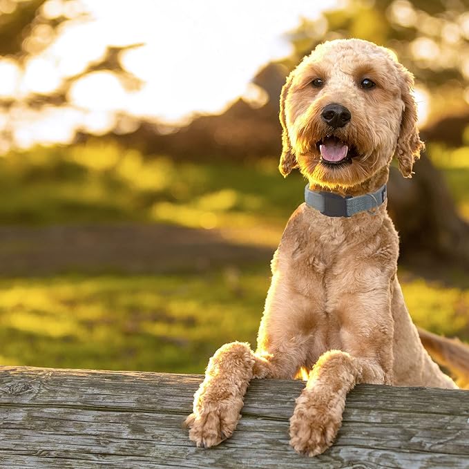 Khaki Hemp Dog Collar - Hypoallergenic Dog Collar - Comfortable for Sensitive Skin or Allergies with no Harsh Dyes or Chemicals - 5 Sizes from X-Small to x-Large Breeds