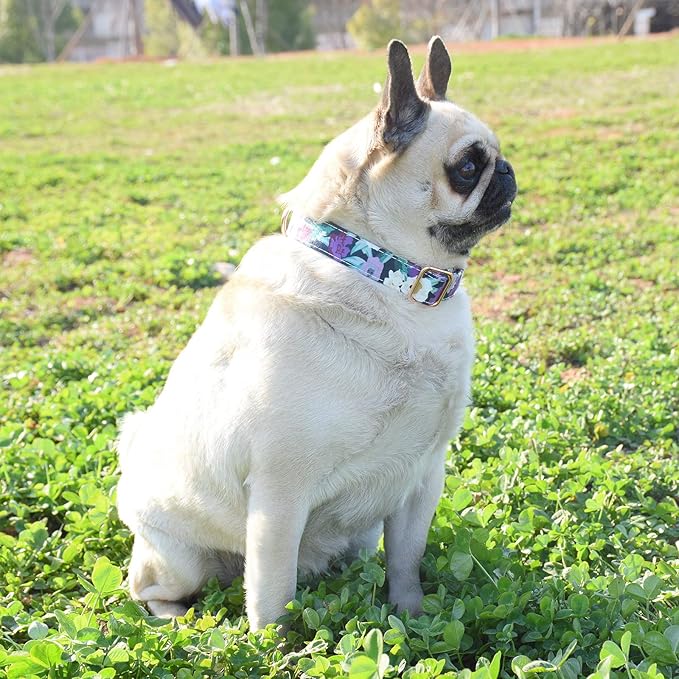 Metal Buckle Dog Collar, Durable Adjustable Dog Collar Soft for Small Medium Large Dogs (S(10-14in), Flower5)