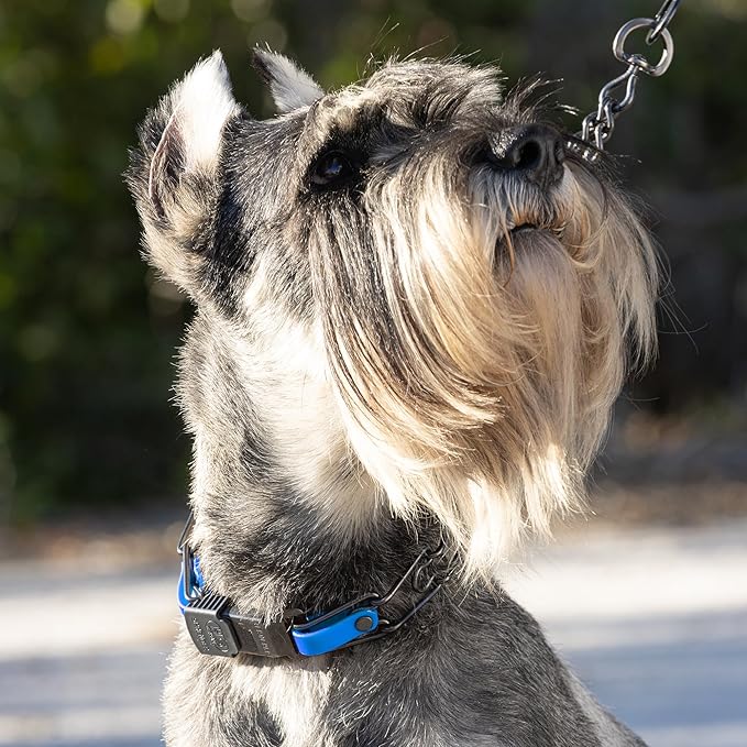 Herm Sprenger Black Stainless Steel Dog Collar with Quick Release ClicLock Buckle and Biothane Insert Training Collar Made in Germany (Cerulean Blue, 23in x 3.2mm(Neck Size up to19-20in))
