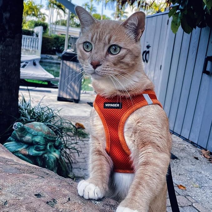 Voyager Step-in Air Cat Harness - All Weather Mesh Step in Vest Harness for Small and Medium Cats by Best Pet Supplies - Set (Orange), XXXS