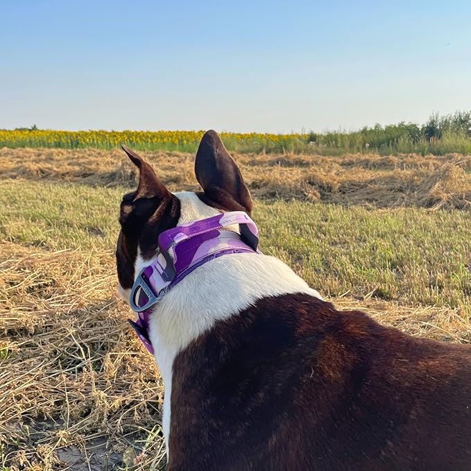 ADITYNA Heavy Duty Dog Collar for Large Dogs - Camo Purple Collar with Handle for Training, and Walking - Wide, Thick, Tactical, Soft Neoprene Padded
