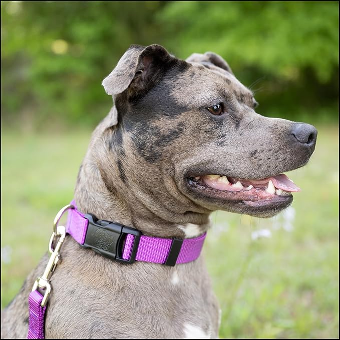 Country Brook Petz - American-Made Dog Collar for Large, Medium, and Small Dogs and Puppies - Deluxe Heavy Duty Nylon in 33 Dazzling Colors (Large, 1 Inch Wide, Bright Purple)