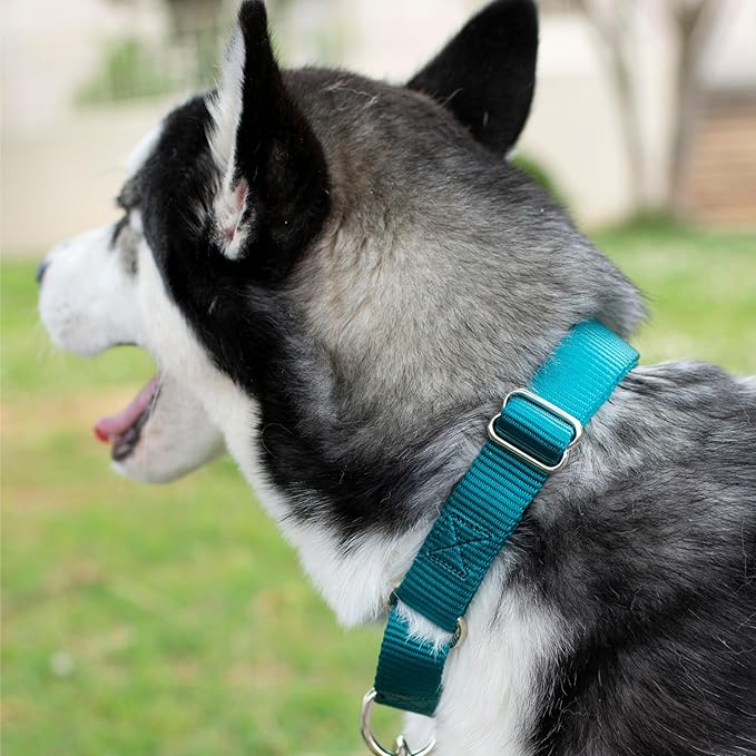 Country Brook Petz Martingale Dog Collar - Heavy-Duty Training Collar with No Buckle - Service Dog Collar for All Pups - Vibrant, Colorful Collection (Teal, 1 Inch, Extra Large)