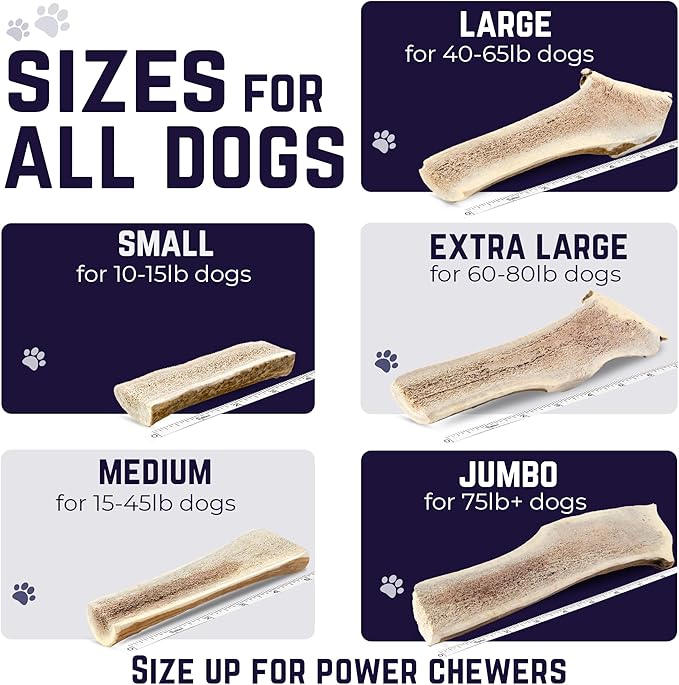 Devil Dog Pet Co. Split Elk Antlers for Dogs, Extra Large 7"+, 1 Pack, Grade A Long Lasting Chew for Aggressive Chewers, Premium USA Naturally Shed Antler – Healthy, No Odor, Durable Dog Chew