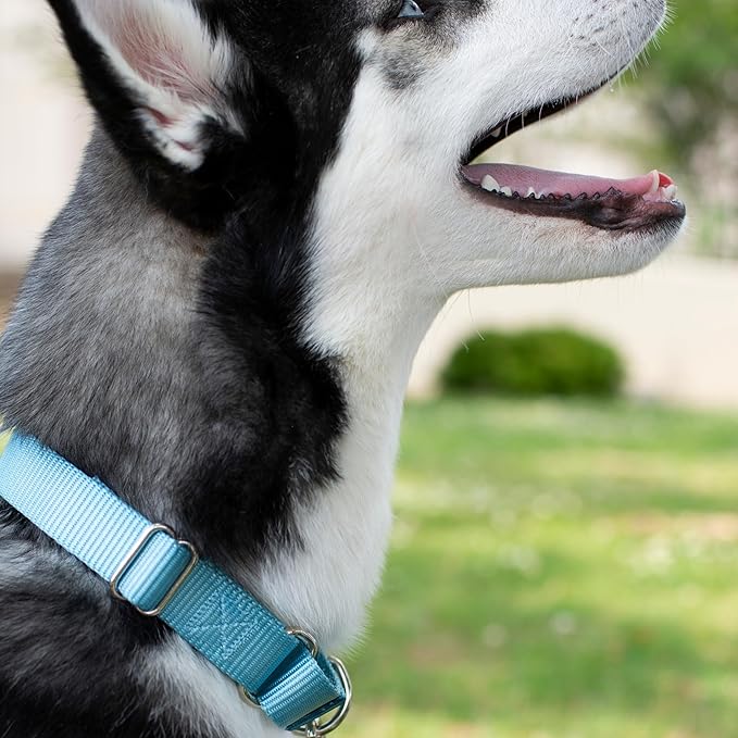 Country Brook Petz Martingale Dog Collar - Heavy-Duty Training Collar with No Buckle - Service Dog Collar for All Pups - Vibrant, Colorful Collection (Ocean Blue, 5/8 Inch, Extra Small)
