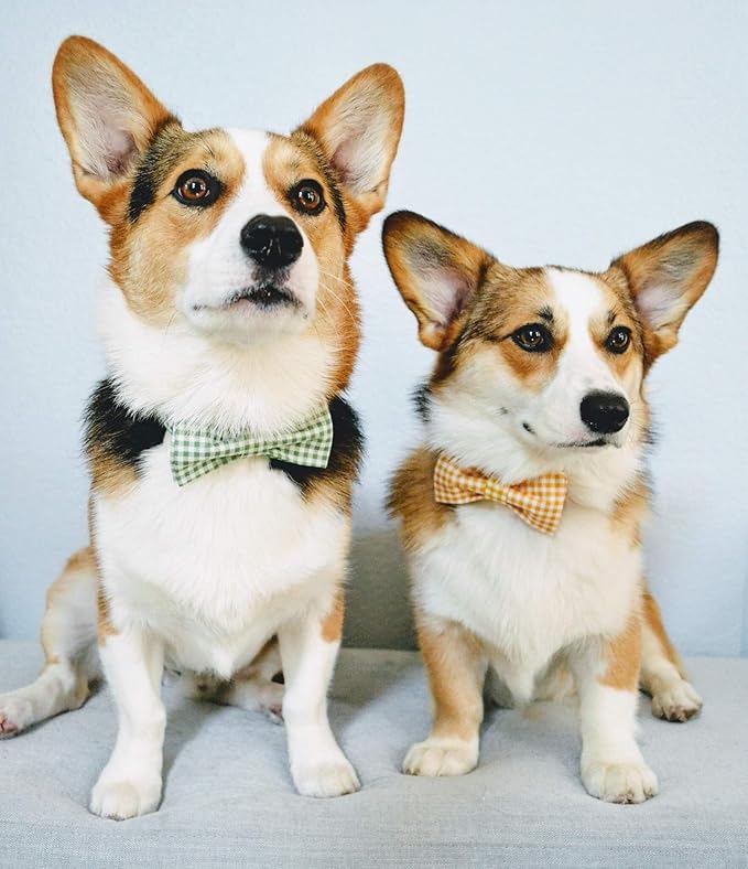 Lionet Paws Dog Collar with Bowtie, Durable Adjustable and Comfortable Collar for XX-Small Dogs and Cats, Neck 7-11in