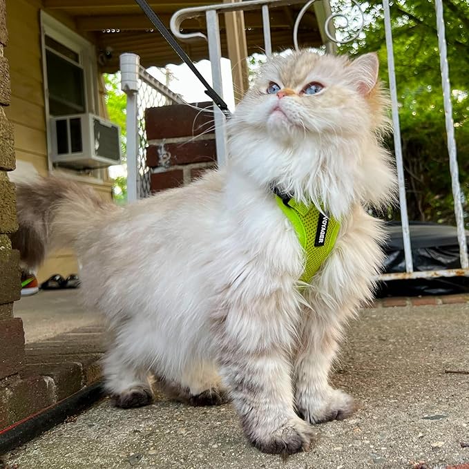 Voyager Step-in Lock Adjustable Cat Harness w. Cat Leash Combo Set with Neoprene Handle 5ft - Supports Small, Medium and Large Breed Cats by Best Pet Supplies - Lime Green, S