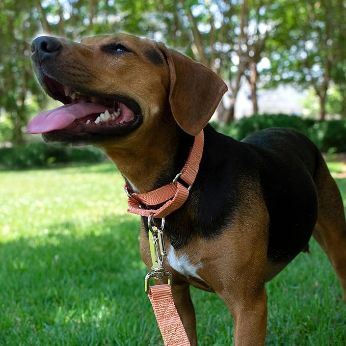 Country Brook Petz Martingale Dog Collar - Heavy-Duty Training Collar with No Buckle - Service Dog Collar for All Pups - Vibrant, Colorful Collection (Mango, 1 Inch, Large)