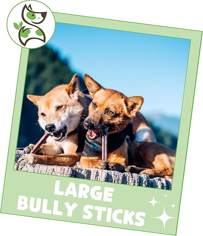Nature Gnaws Large Bully Sticks for Dogs 11-12" (5 Count) - Thick Long Lasting for Aggressive Chewers and Large Dogs - Natural Beef Dog Chew Bones