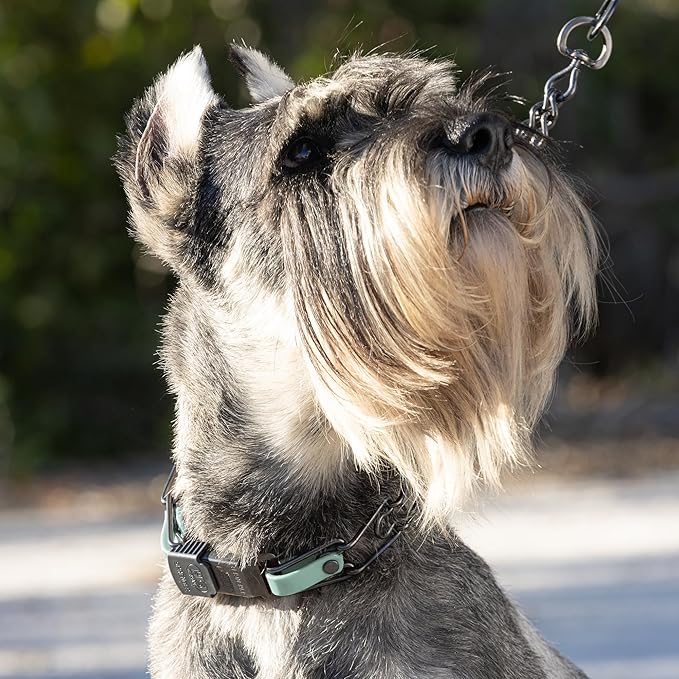 Herm Sprenger Black Stainless Steel Dog Collar with Quick Release ClicLock Buckle and Biothane Insert Training Collar Made in Germany (Sage Green, 23in x 3.2mm(Neck Size up to19-20in))